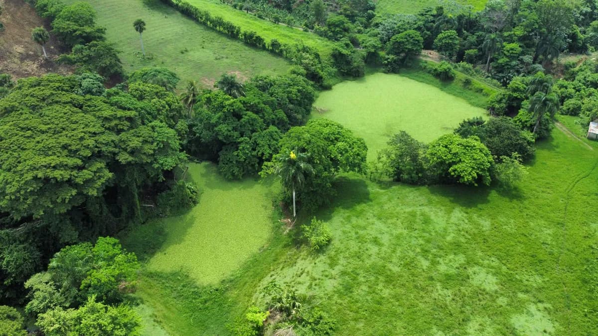 an aerial view of a lush green field