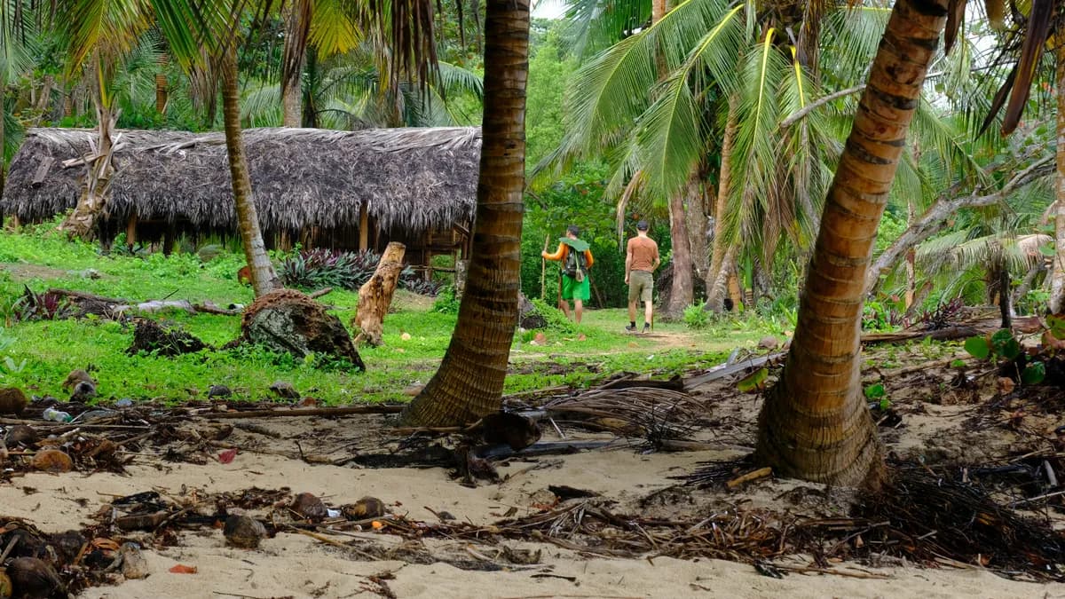 a group of people walking through a lush green forest
