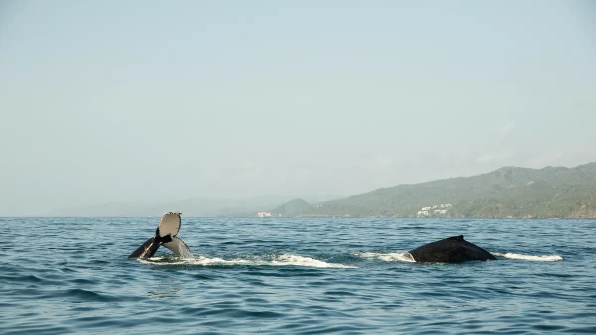 Humpback whales swimming in the bay of Samana - Dominican Republic.
