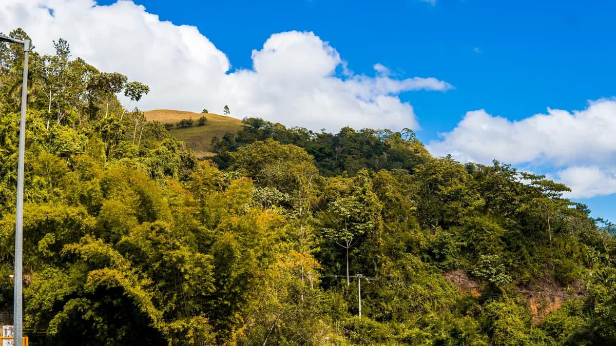 A train traveling through a lush green forest